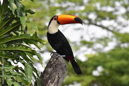 Toco toucan with its brightly-colored orange beak. 