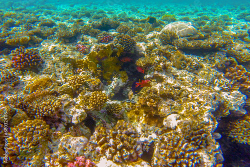 Fototapeta Naklejka Na Ścianę i Meble -  coral reef for banner background.