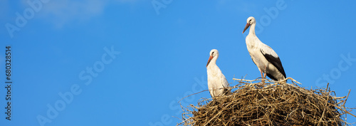 Storks in nest on blue sky background, wide panoramic banner with two white birds. Wild family in summer. Theme of nature, wildlife, love, couple