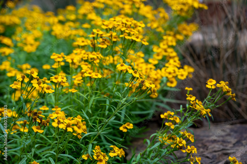 Obraz premium yellow dandelions in the grass