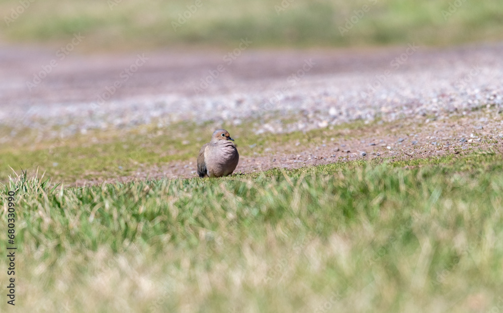 pigeon on the grass pigeon on the grass
