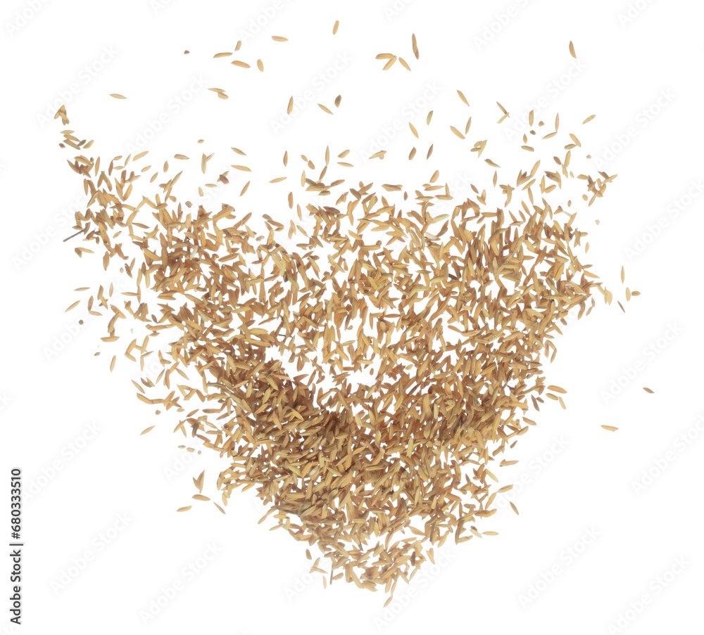 Paddy Form Paddy Rice grain fly in mid air. Yellow Golden Paddy Rice falling ...