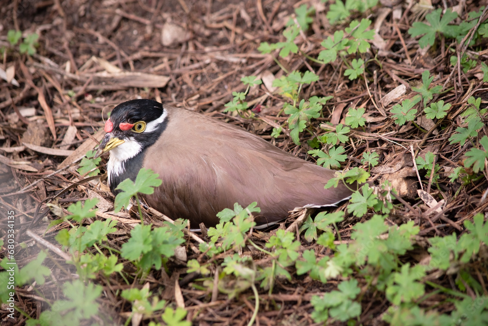Obraz premium the lapwing has a black cap and broad white eye-stripe, with a yellow eye-ring and bill and a small red wattle over the bill. The legs are pinkish-grey.
