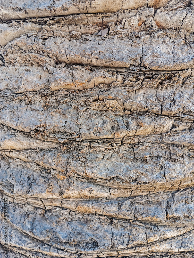 Old natural dry palm tree surface leval. Abstract brown palm tree barks background. Old natural dry palm tree surface leval. Abstract brown palm tree barks background.