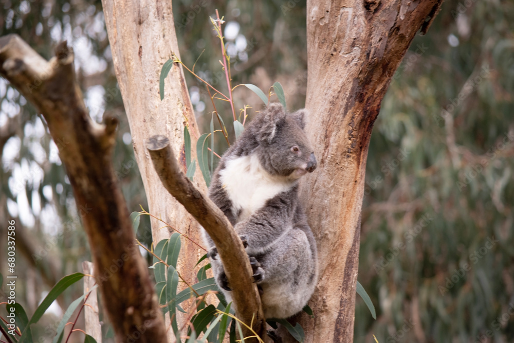 Fototapeta premium the Koala has a large round head, big furry ears and big black nose. Their fur is usually grey-brown in color with white fur on the chest, inner arms, ears and bottom.