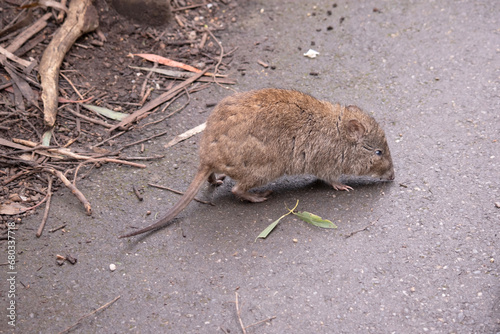 Long-nosed Potoroos have a long nose that tapers with a small patch of skin extending from the snout to the nose. photo