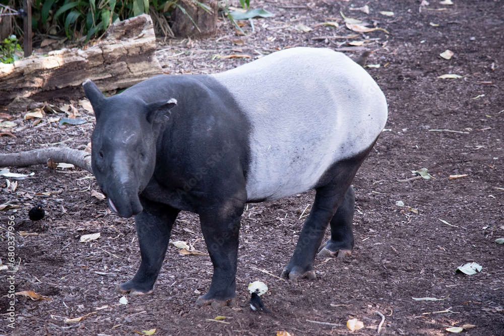 Naklejka premium the front and black or the Malaysian tapir are black and the midsectiion is white. There nose and lip are extended to form a short prehensile snout.