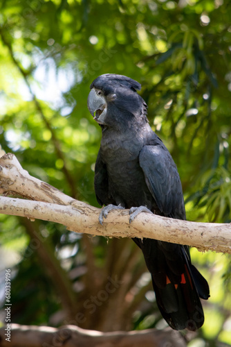 the Male Red-tailed Black Cockatoos are black with two vibrant red stripes in the tail. They also have a very full crest and a black bill.
