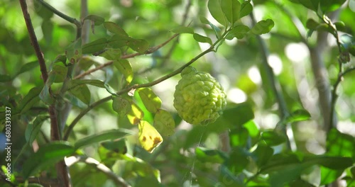 Herbs concept, fresh kaffir lime on the tree, details of kaffir lime photo
