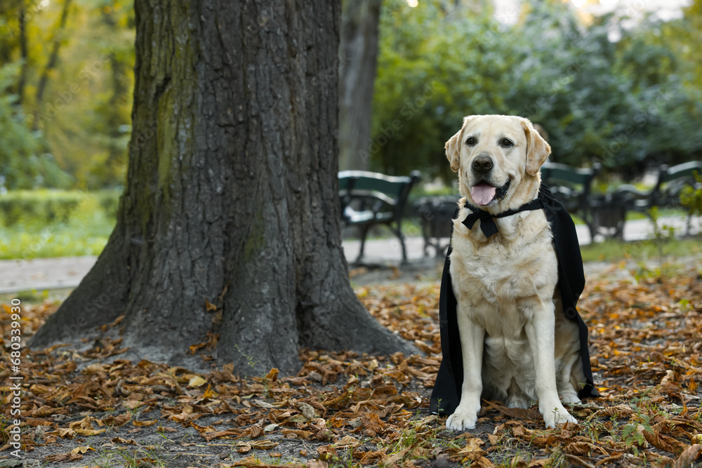 Cute Labrador Retriever dog wearing black cloak in autumn park on Halloween. Space for text Cute Labrador Retriever dog wearing black cloak in autumn park on Halloween. Space for text