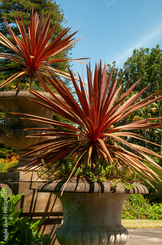 Sydney Australia, cordyline australis 