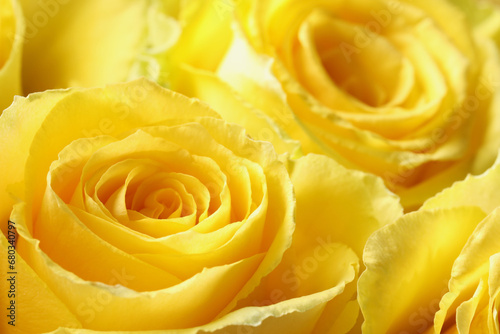 Beautiful roses with yellow petals as background  macro view
