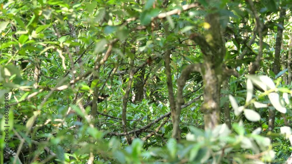 An alpha male proboscis monkey (Nasalis larvatus) sitting on tree, Tarakan, Indonesia An alpha male proboscis monkey (Nasalis larvatus) sitting on tree, Tarakan, Indonesia