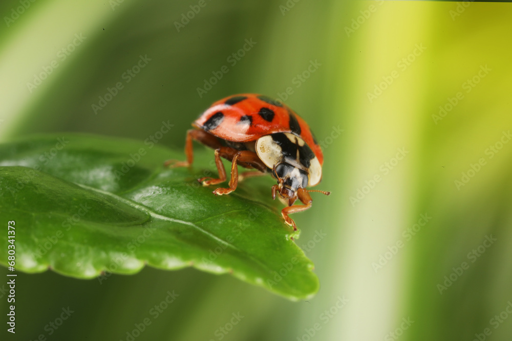 Ladybug on green leaf against blurred background, macro view Ladybug on green leaf against blurred background, macro view