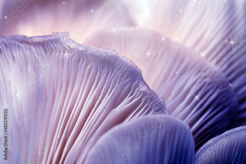 Billede på lærred Fresh psilocybin (magic) mushrooms with stars, closeup view