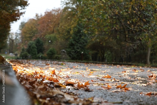 Beautiful view of pathway with fallen leaves in autumn park on rainy day, closeup