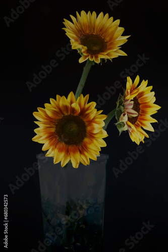 Sunflowers in the Shadows