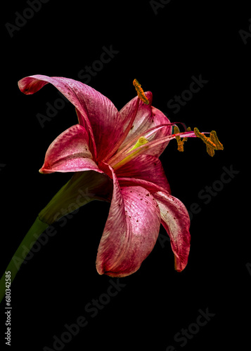 Shown in Shadows