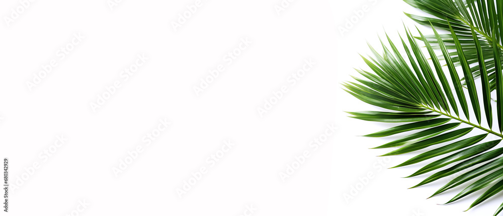 Palm leaves on a plain white background in the corner of the frame.