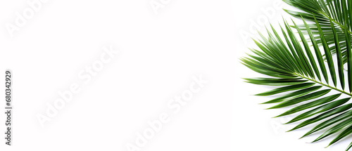 Palm leaves on a plain white background in the corner of the frame.