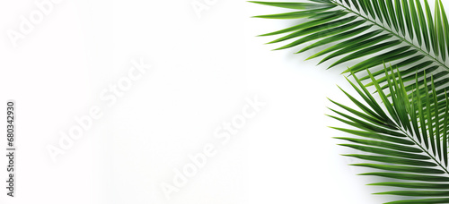 Palm leaves on a plain white background in the corner of the frame. © Kordiush