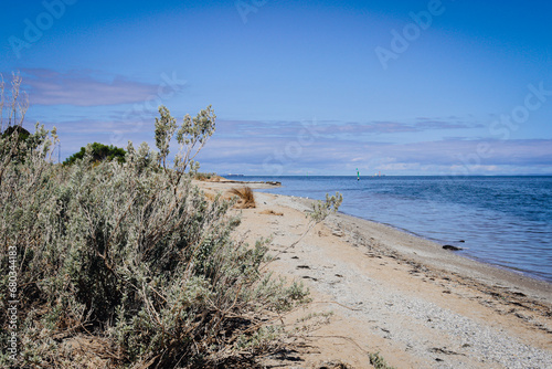 vegetation on beach foreshore and sea