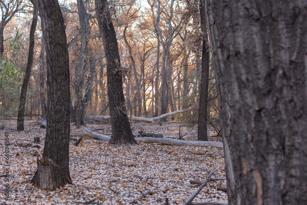 Peering past tree trunks in a forest to the golden light of the late day sun illuminating the golden autumn leaves of a thicket of trees.