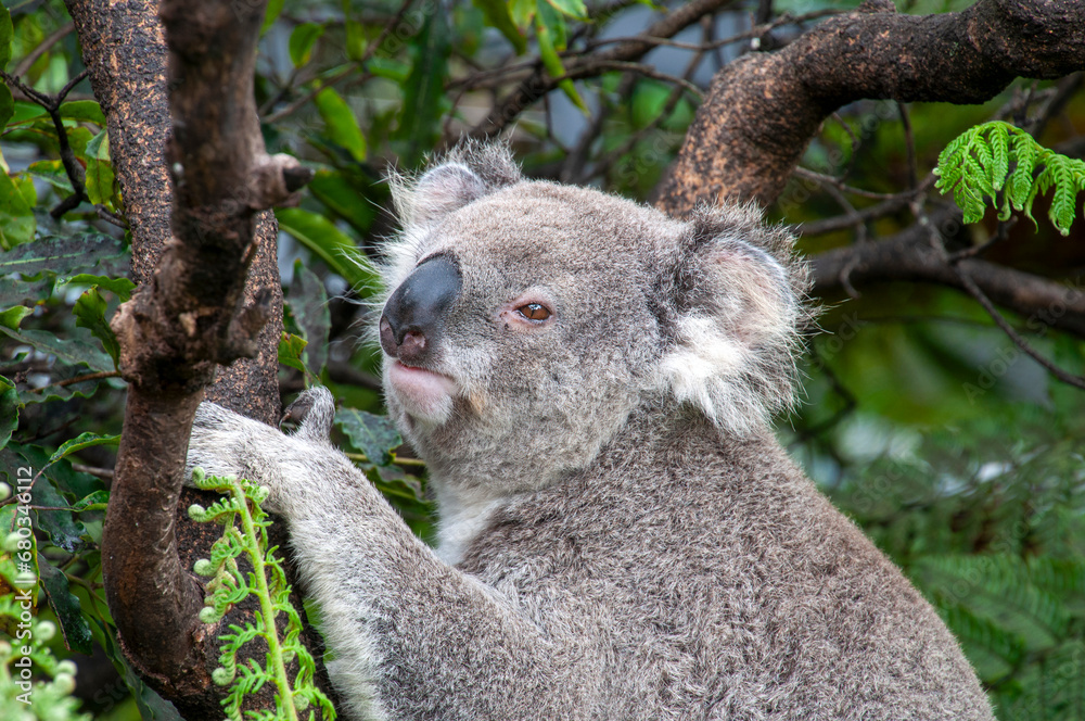 Obraz premium Sydney Australia, koala sitting on branch with eucalypt leaves