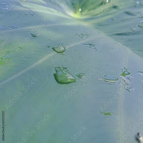 Water droplets on green leaves 