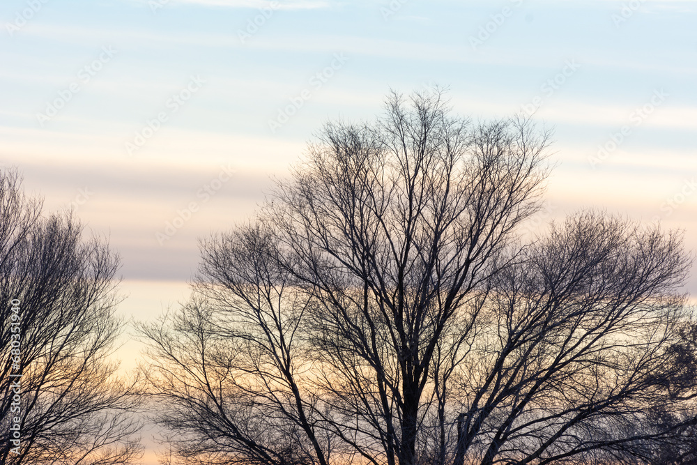 Leafless trees stand out in silhouette against the bright sky during a colorful winter sunset in New Mexico. Leafless trees stand out in silhouette against the bright sky during a colorful winter sunset in New Mexico.