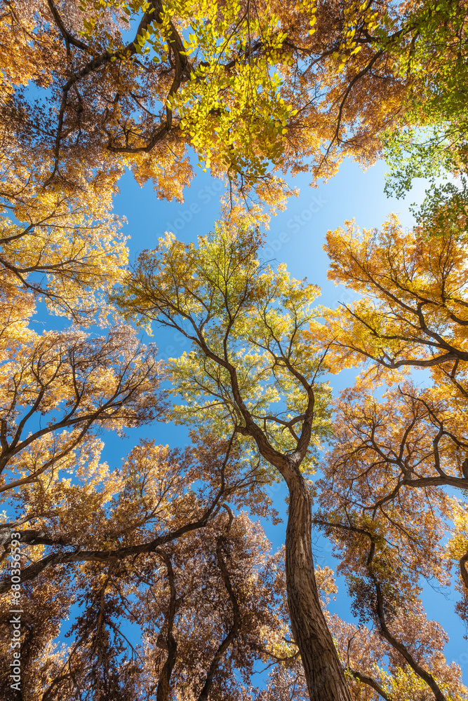 Looking up at the brightly colored canopy of a thicket of cottonwood trees in autumn with a bright blue sky. A vertical orientation landscape image. Looking up at the brightly colored canopy of a thicket of cottonwood trees in autumn with a bright blue sky. A vertical orientation landscape image.