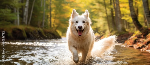 summertime, a young, white dog explores the forest and splashes crystal-clear water, embracing the beauty of nature. Its wagging tail and playful antics bring joy to its owner, making both of them