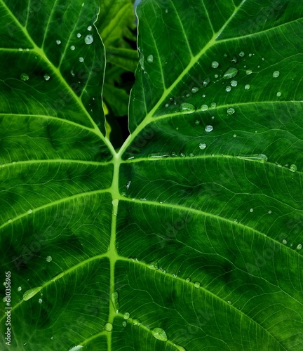 Raindrops on green leaf of elephant ear plant