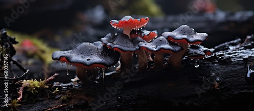 In the enchanting wilderness of Italy, a black fungus of the Auriculariceae family, known as Exidia glandulosa, captivates with its intricate macro details in a stunning closeup of natures wonders in photo