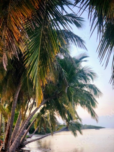 Coconut trees on beach in the Bahamas