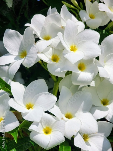 Close-up of white flowers 