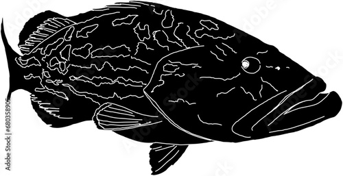 A silhouette  Black Grouper fish