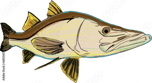 An artsy full colored Snook fish