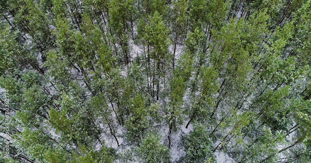 Aerial forest view. Drone snowy park. Early winter season white earth cover in wood landscape with green tree crowns in dull cloudy day. Aerial forest view. Drone snowy park. Early winter season white earth cover in wood landscape with green tree crowns in dull cloudy day.
