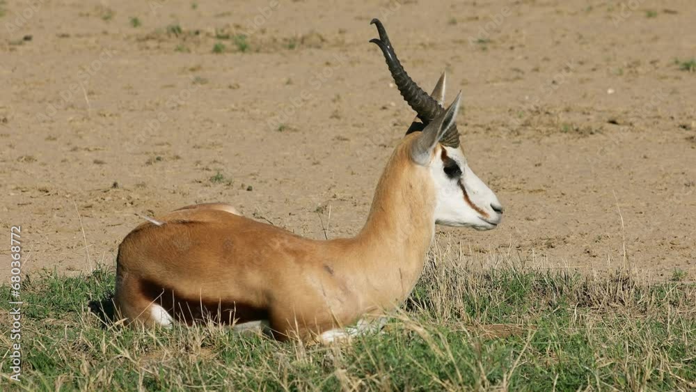 A springbok antelope (Antidorcas marsupialis) resting in natural habitat, Kalahari desert, South Africa A springbok antelope (Antidorcas marsupialis) resting in natural habitat, Kalahari desert, South Africa