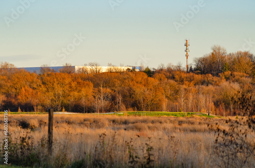 reeds in the morning industry and cell tower in back