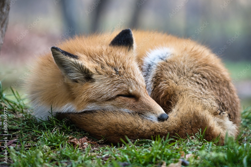 Hokkaido, Japan - November 17, 2023: Closeup of Ezo red fox or Kita-kitsune in Hokkaido, Japan
Hokkaido, Japan - November 17, 2023: Closeup of Ezo red fox or Kita-kitsune in Hokkaido, Japan