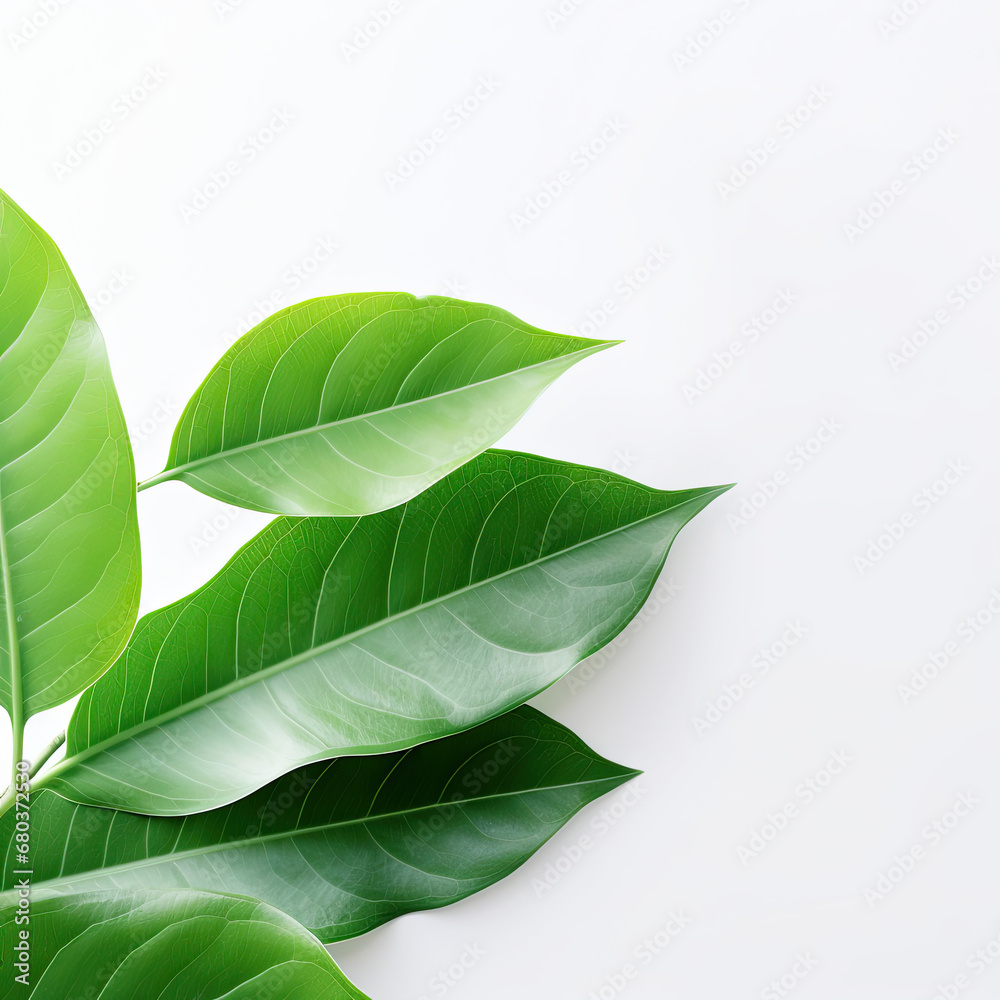 Obraz premium green leaves on white background