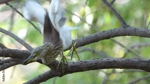 Indian Pond Heron or Paddybird (Ardeola grayii) Flies Away Of Tree Branch photo