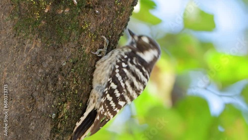 Japanese Pygmy Woodpecker (Yungipicus kizuki) Pecking Tree Trunk While Clambering Up Searching Food - close-up photo