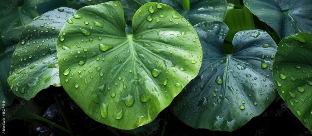 lush green surroundings of nature, a vibrant Colocasia esculenta plant glistened with fresh dew drops, like bright and natural gems, as the rain showered down, creating a mesmerizing closeup of the lush green surroundings of nature, a vibrant Colocasia esculenta plant glistened with fresh dew drops, like bright and natural gems, as the rain showered down, creating a mesmerizing closeup of the