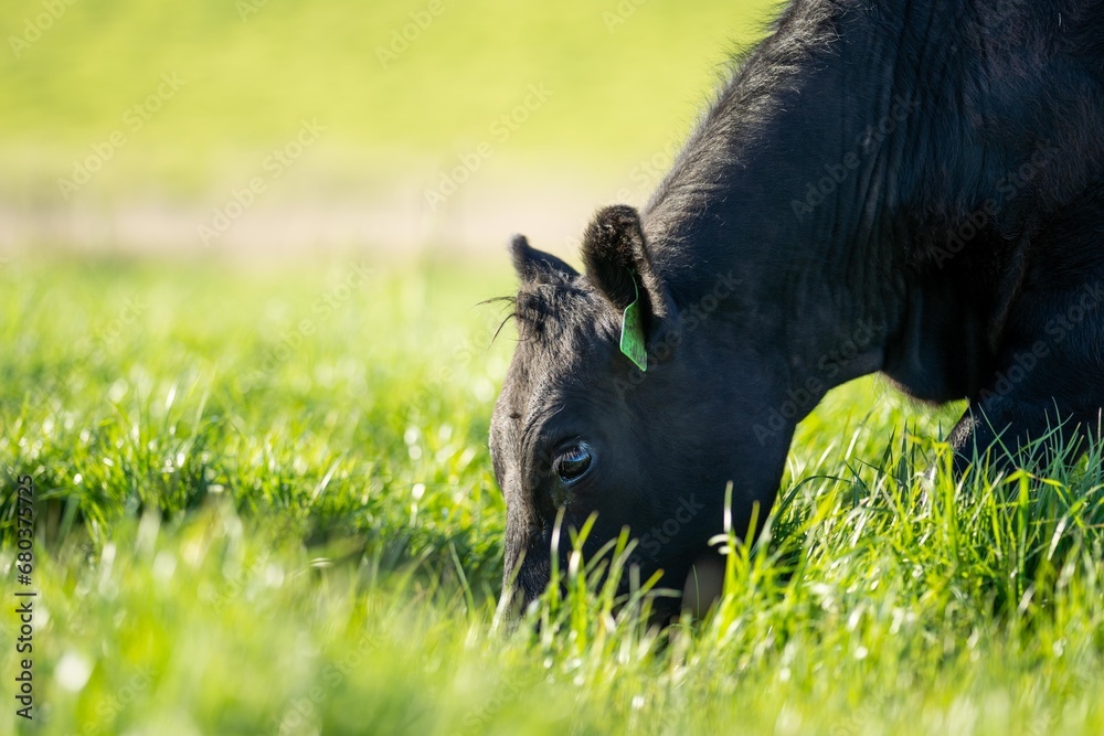 Australian wagyu cows grazing in a field on pasture. close up of a black angus cow eating grass in a paddock in springtime in australia Australian wagyu cows grazing in a field on pasture. close up of a black angus cow eating grass in a paddock in springtime in australia