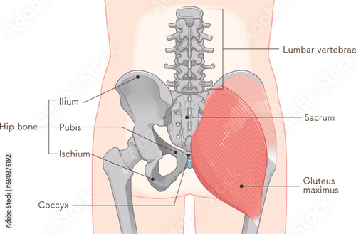 中殿筋、gluteus medius、大殿筋、gluteus maximus、股関節、骨盤、筋肉、イラスト、illustration