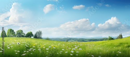background of the summer scene, the vibrant green landscape fills the air with a sense of freshness as the real natural texture of wild grass and wild flowers adds an authentic touch to the