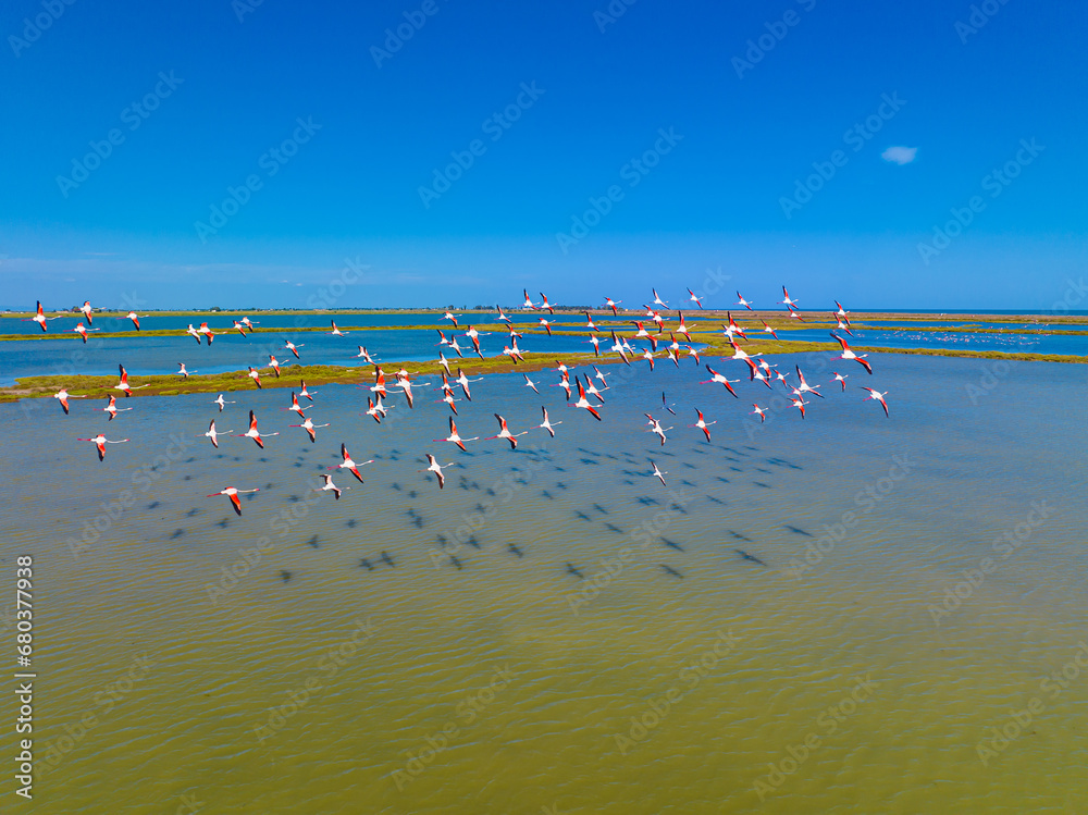 Flock of flamingos above the river Ebro, the delta region of the Ebro River in the southwest of the Province of Tarragona in the region of Catalonia in Spain